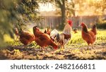 red and white rooster with four hens feeding in a farm garden surrounded by trees and grass, against a white wooden fence in the morning sunlight. the beautiful nature, trees and green grass ground.