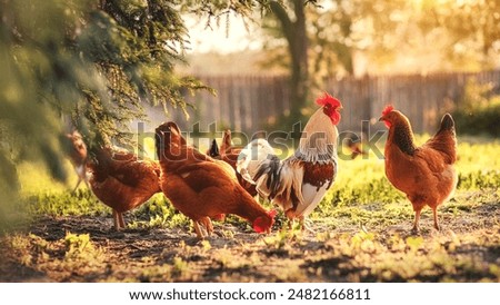 red and white rooster with four hens feeding in a farm garden surrounded by trees and grass, against a white wooden fence in the morning sunlight. the beautiful nature, trees and green grass ground.