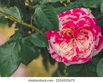 Red and white rose close up. Two colored rose. Red Spotted rose in the garden. - Powered by Shutterstock