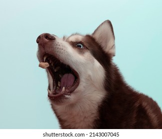 Red And White Siberian Husky With Blue Eyes Treat Catching