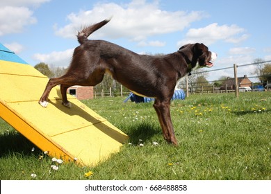 Border Collie Short Hair Images Stock Photos Vectors Shutterstock