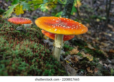 A red and white speck mushroom in the forest. Ukraine - Shutterstock ID 2208817665