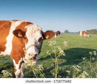 Red And White Spotted Cows In Spring Meadow With Flowers In Holland In Beautiful Early Morning Light