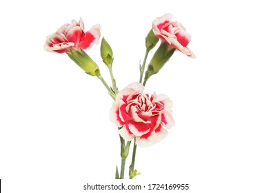 1,385 Carnation spray Images, Stock Photos & Vectors | Shutterstock