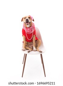 Red and white Staffordshire terrier wearing clothes on high key