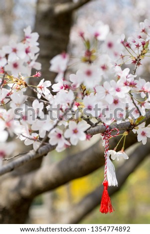 red and white string know as martisor romanian eastern european first of march tradition hanging on a blossom cherry branch
