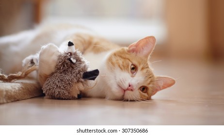 Red With White The Striped Playful Cat Lies On A Floor With A Toy.