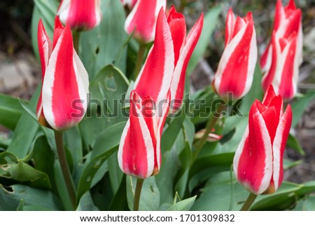 Similar – Image, Stock Photo Tulips white red Plant