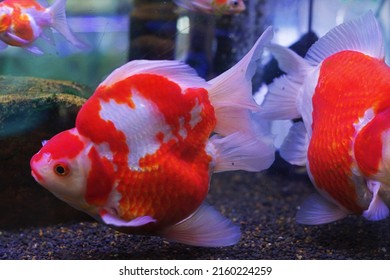 2,933 Thailand Goldfish Images, Stock Photos & Vectors 