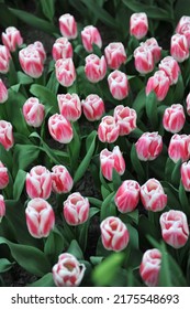 Red And White Triumph Tulips (Tulipa) Pleasure Bloom In A Garden In April