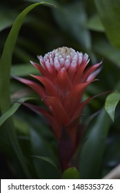 Red And White Tufted Airplant Closeup