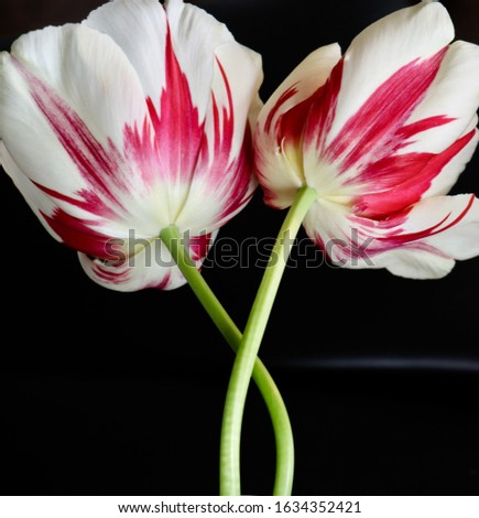 Red and white tulips entwined on a black background
