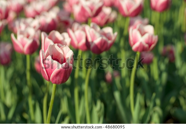 red and
white tulips on flower bad under sun
light