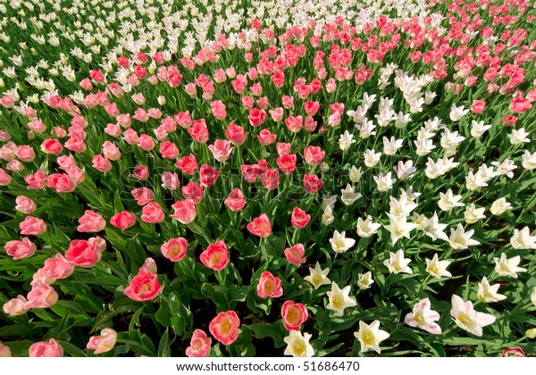 red and\
white tulips on flower bad under sun\
light