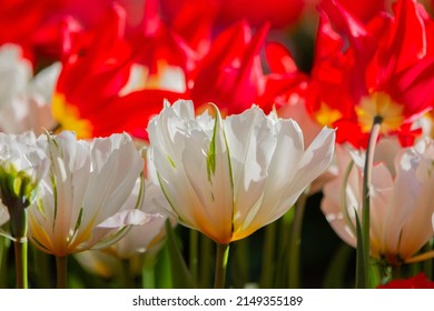 Red And White Tulips Are Real Eye-catchers. Especially In The Sun A Unique Flower Beauty