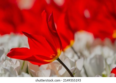 Red And White Tulips Are Real Eye-catchers. Especially In The Sun A Unique Flower Beauty