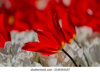 Red And White Tulips Are Real Eye-catchers. Especially In The Sun A Unique Flower Beauty