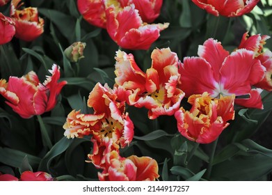 Red And White Tulips (Tulipa) Dee Jay Parrot Bloom In A Garden In March