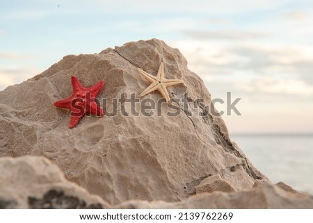 Red and white two dry starfish is on the sand rock on the beach. A backing with exotic starfishes for branding, calendar, postcard, screensaver, wallpaper, poster, banner, cover, website