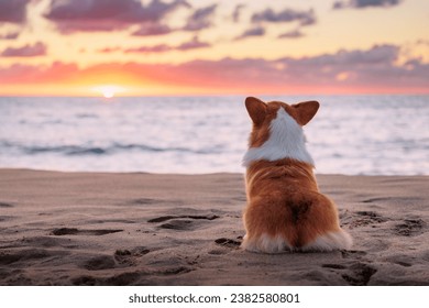 Red and white welsh corgi pembroke sitting on the sandy beach, view from the back, beautiful sunset sky - Powered by Shutterstock