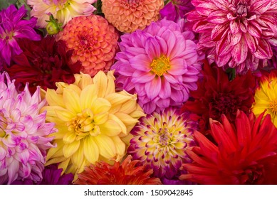 Red, white, yellow dahlia august colorful background. View of multicolor dahlia flowers. Beautiful dahlia flowers on green background. Summer flowers is genus of plants in sunflower family Asteracea