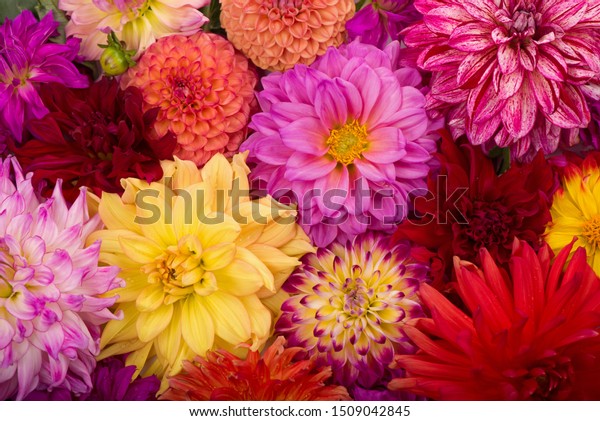 Red, white, yellow dahlia august colorful\
background. View of multicolor dahlia flowers. Beautiful dahlia\
flowers on green background. Summer flowers is genus of plants in\
sunflower family Asteracea