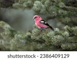 A red white-winged crossbill bird