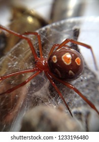 Red Widow Spider. Latrodectus Bishopi