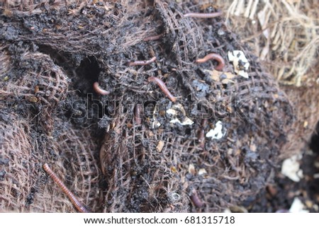 Red wigglers on worm farm decomposing used food and used for bait worms