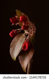 Red Wild Apple Blossoms; Malus Sylvestris