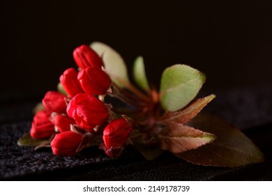 Red Wild Apple Blossoms; Malus Sylvestris