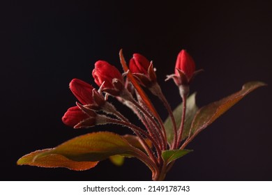 Red Wild Apple Blossoms; Malus Sylvestris