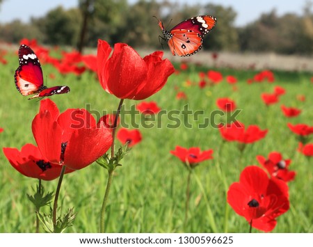Red wild flowers blossom. Butterflies fly over red anemones blooming on a green meadow on beautiful sunny day