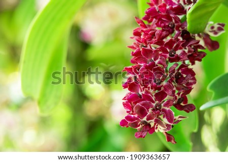 Red wild orchid ( Rhynchostylis gigantea ) on tree in Thailand. Beautiful rare wild orchid in tropical forest of Thailand.