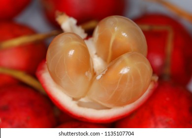 Red wild pineapple