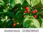 Red wild raspberry berries on bush. Blurred background. Use of raspberries in cooking and medicine