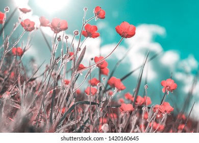 Red wildflowers against the sky, vintage colors