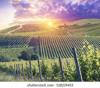 Red Wine With Barrel On Vineyard In Green Tuscany, Italy