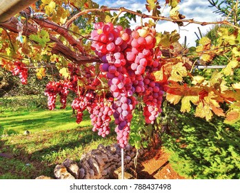 Red Wine Grape In Vineyard Under The Sun In Countryside, Puglia, Italy