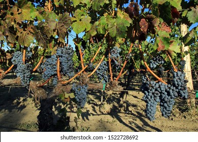 Red Wine Grapes, Chateau Mukhrani Winery, Georgia