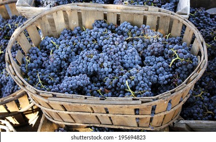 Red Wine Grapes. The Harvesting Of Wine Grapes (Vintage) Is One Of The Most Crucial Steps In The Process Of Winemaking