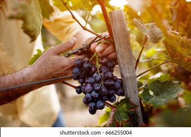 Red wine grapes on vine in vineyard, close-up
 - Powered by Shutterstock