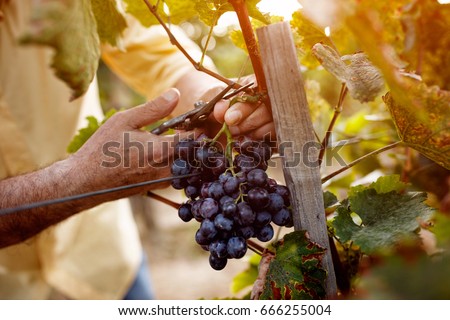 Red wine grapes on vine in vineyard, close-up
