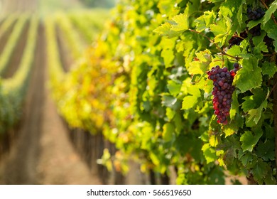 Red wine grapes in the vineyard
