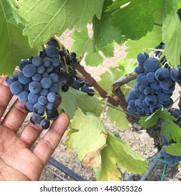 Red Wine Grapes At A Vineyard In Sardinia Italy