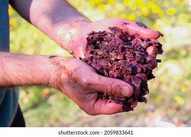 Red Wine Mash In The Hands Of A Wine Maker. Outdoor.