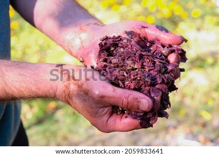 Red wine mash in the hands of a wine maker. Outdoor.