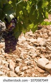 Red Wine Plant That Grows Red Grapes In The Provence Of France.  Near Mont Ventoux.