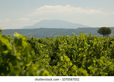 Red Wine Plant That Grows Red Grapes In The Provence Of France.  Near Mont Ventoux.