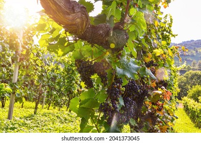 Red wine: Vine with grapes just before harvest, Cabernet Sauvignon grapevine in an old vineyard near a winery 